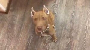 Лорд купирование ушей и хвоста