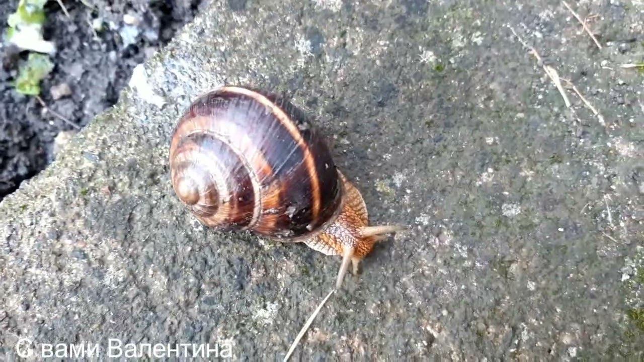 Важная миссия - уничтожение моллюсков на участке смотреть онлайн