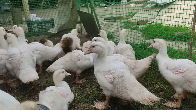 Мускусные утята смотреть онлайн