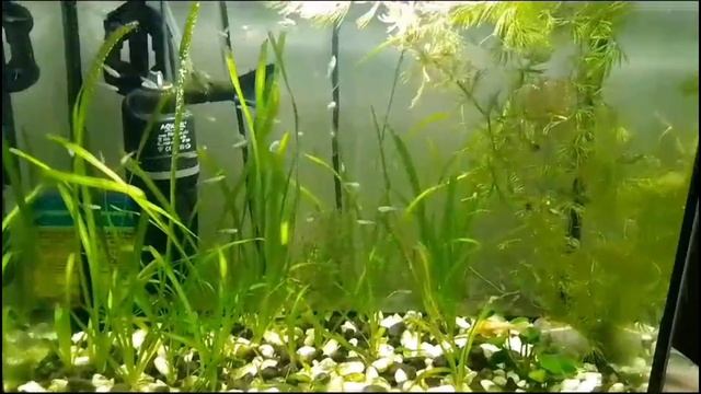 Кормим рыбок и рассказываю о планах смотреть онлайн