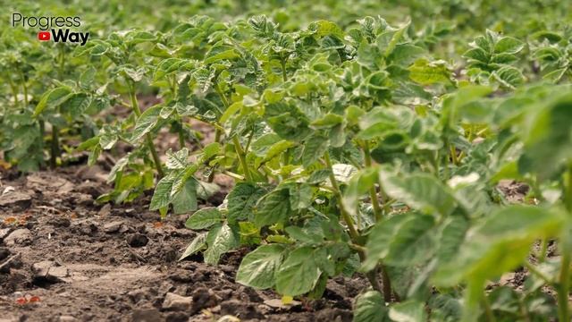 КАРТОФЕЛЯ БУДЕТ МНОГО БЕЗ ОКУЧИВАНИЯ И ПОЛИВОВ! ЛЕНИВЫЙ СПОСОБ!!! смотреть онлайн