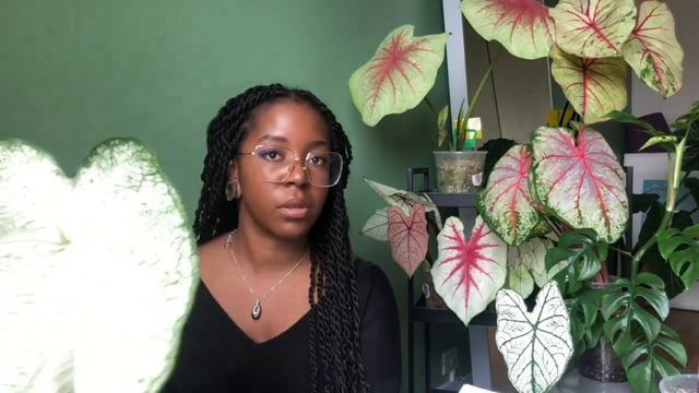 EPISODE 3 : Caladium // Pousse et Rempotage ! 🌱🌱 смотреть онлайн