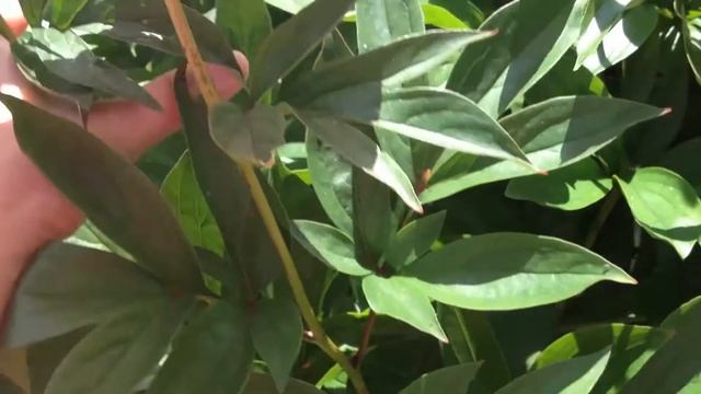 Пион Рамона Линс (Ramona Lins) смотреть онлайн