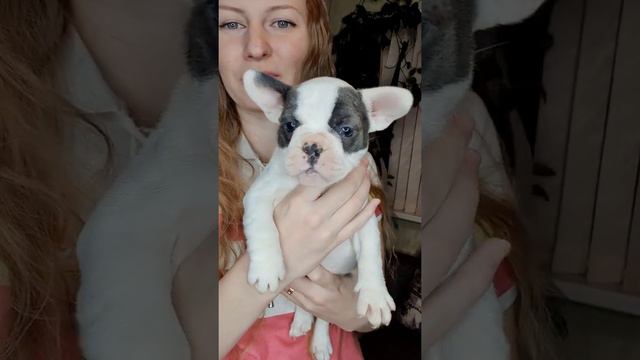 Французский бульдог, щенки на продажу. Девочка. смотреть онлайн