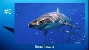 Топ 10 Самых больших рыб