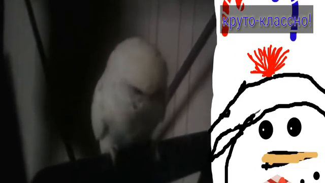 Попугай и снег на улице смотреть онлайн