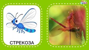 Насекомые. Логопедические карточки для малышей. Учим животных по карточкам Домана