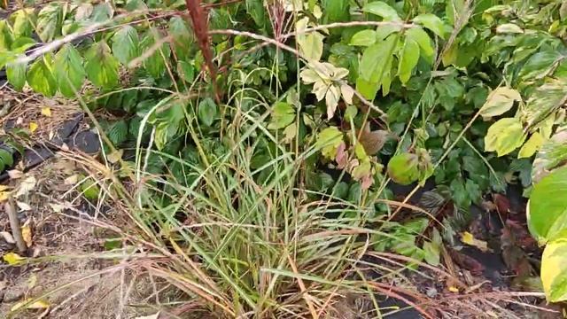 Міскантус китайський Фернер Остен. Miscanthus sinensis Ferner Osten смотреть онлайн