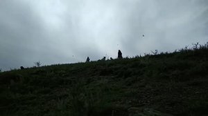 Как звучит саранча?