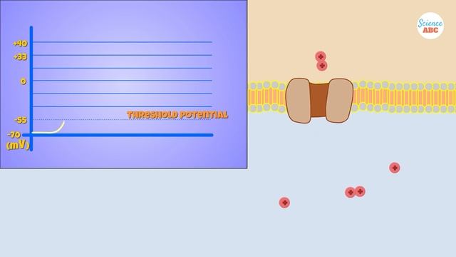 What Are Neurons and How Do They Work? смотреть онлайн