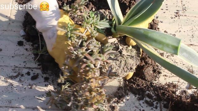 how to prune agave plants /how to care agave plants/ কিভাবে আগেভ গাছের পরিচর্যা করতে হয় смотреть онлайн