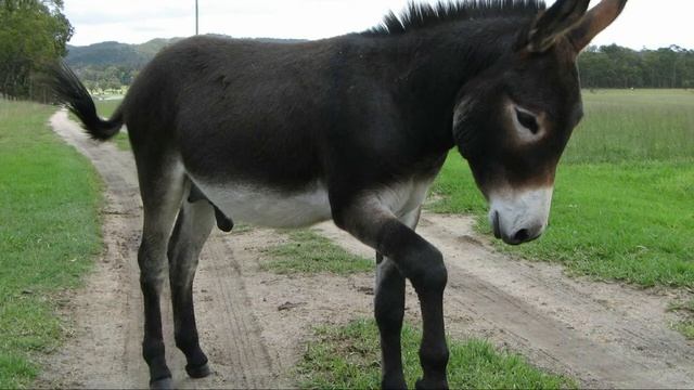 Домашний осел или ИШАК смотреть онлайн