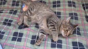 Эпилепсия кошек.avi