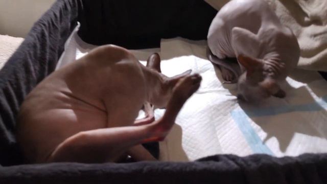 Momentos conmovedores, gatos sphynx esperando para dar a luz|🐈♥️ |DonSphynx / #YouTubeRewind смотреть онлайн
