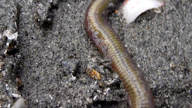 Nereis vexillosa, The Pile Worm смотреть онлайн