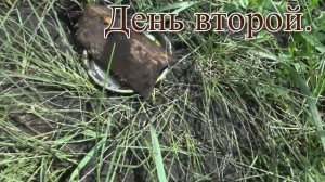 Борная кислота с сахаром против муравьев. Доказал сам себе что рабочий вариант.