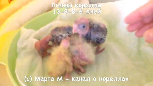 4-5 Птенцам 13-9-8-6 дн. Застукала Ричу. Корелла выщипывает птенцов в гнезде. асмр смотреть онлайн