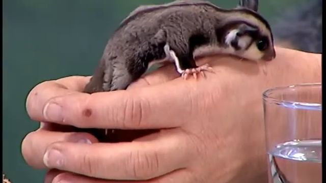 Сахарные летяги . Зверский понедельник смотреть онлайн