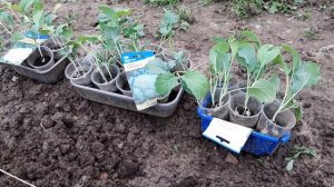 Высадка рассады цветной капусты и брокколи в грунт