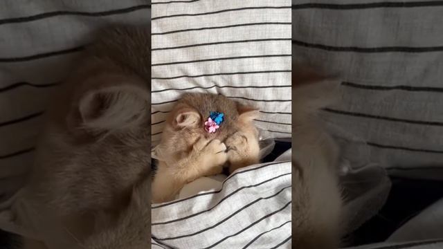 Смотрите) смотреть онлайн