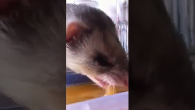 Who wants egg? смотреть онлайн