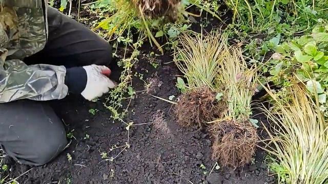 Чуфа первый сезон 2022г Сибирь. Испытание 5 сортов чуфы. смотреть онлайн