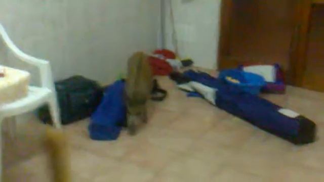 Кабанчик дома.mp4 смотреть онлайн