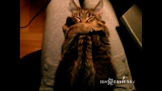 That's why I love cats! (Миллион причин любить котов) смотреть онлайн