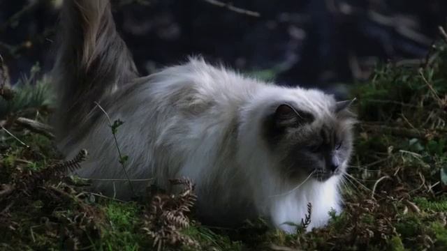 Secret Life of Cats: Slowmotion cats falling смотреть онлайн