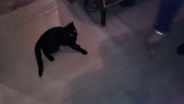 Кошка которая раньше занималась боксом смотреть онлайн