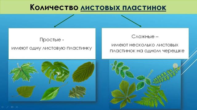 5кл_Биология_Внешнее строение листа, Разнообразие листьев_Овчинникова А.В. смотреть онлайн