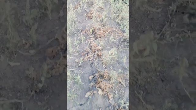 ЭКСПРЕРИМЕНТ. Какой урожай соберу с магазинного картофеля. смотреть онлайн