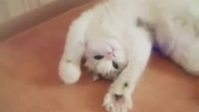 Лапатошки смотреть онлайн