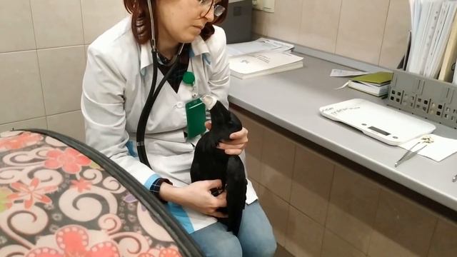 Ворон Воланд на приеме у Марии Маркиной смотреть онлайн