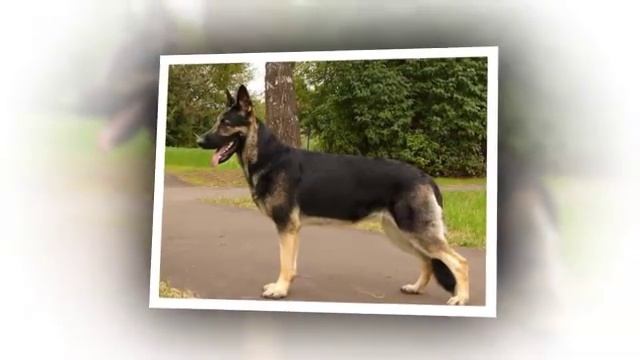 Собаки породы Восточно европейская овчарка! смотреть онлайн