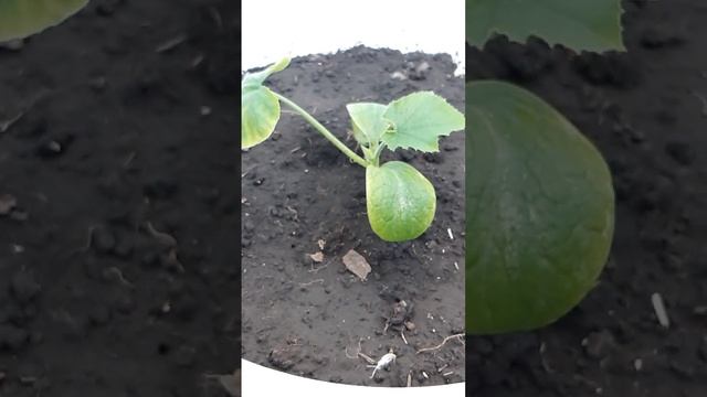 Огород на балконе. Кабачок смотреть онлайн