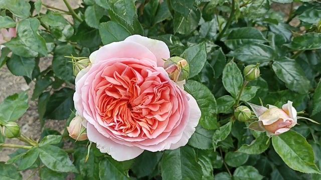 Его розовое величество...Chippendale!!! #розы #сортароз #любимыерозы #обзорроз