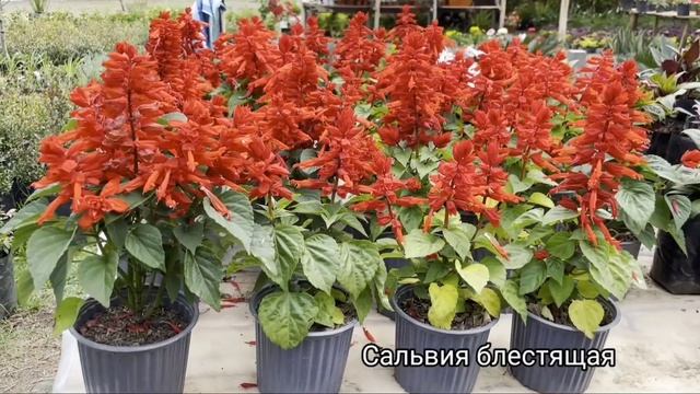 Обзор садового центра в Эквадоре смотреть онлайн