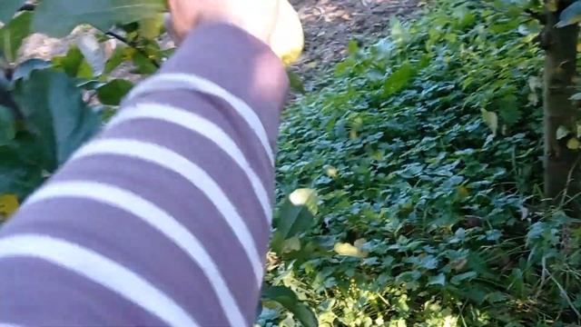 Сорт яблук Голден Резистенд та Голден Рендерс.