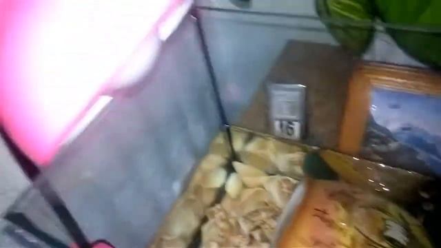 Как правильно содержать красноухих черепах? Моя черепаха заболела пневмонией!!! смотреть онлайн