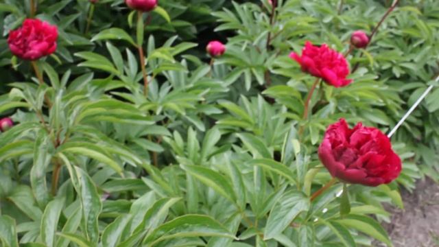 Delaware Chief | R2 Flowers | Peonies смотреть онлайн