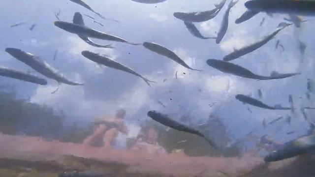 Рыбки в Мармарисе. Съемка под водой смотреть онлайн