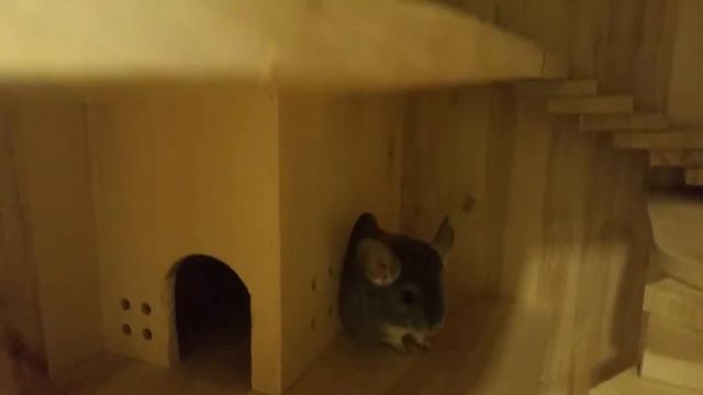 Шуша-зверюша и Барсук-зверь:) смотреть онлайн