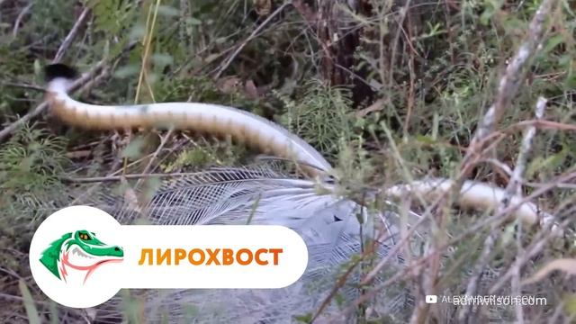 Самые Странные Брачные Ритуалы у Животных смотреть онлайн