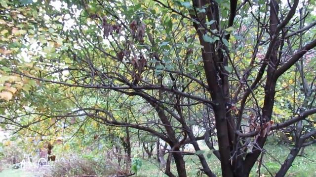 Уходишь ты, забыв о неге... смотреть онлайн