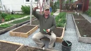 3. ОГУРЦЫ КАМАЗАМИ, без хлопот с рассадой!