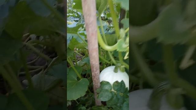 Созревают тыквы смотреть онлайн