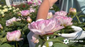 Petite Elegance peony. Петит Элеганс пион. Пулков сад