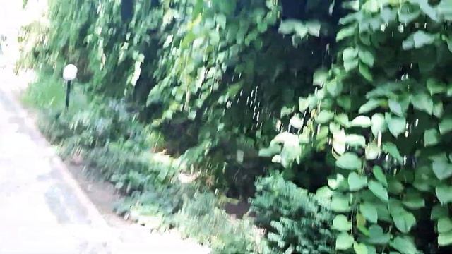 Украина парки Киев - природа звуки птицы лес прогулка по ботаническом саду - 1 смотреть онлайн