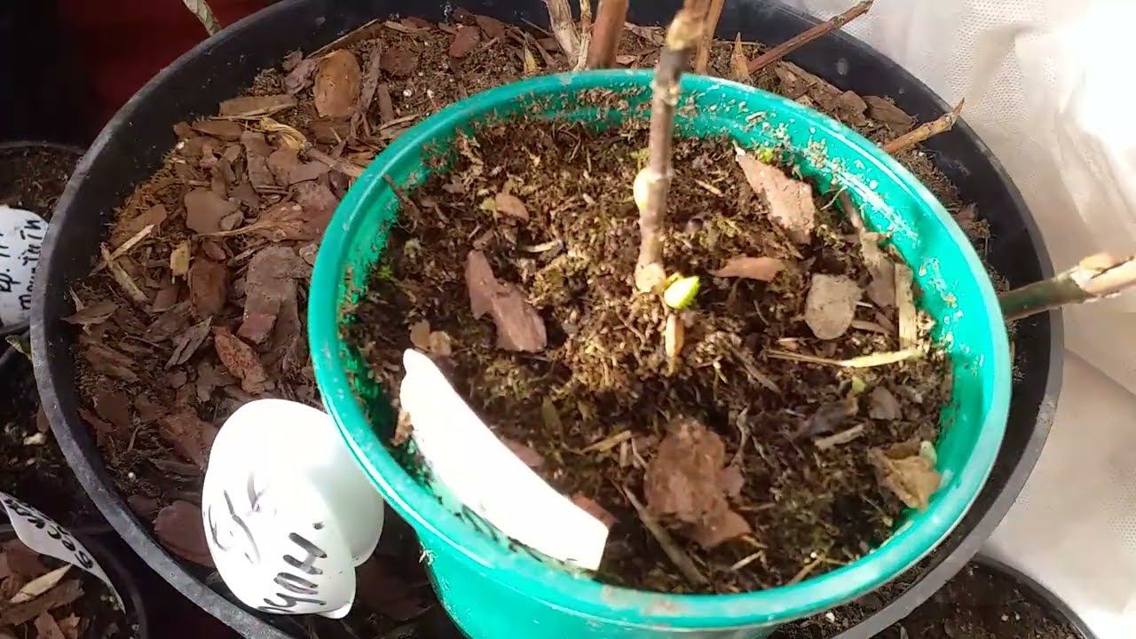 Крупнолистные гортензии в неотапливаемой теплице. Середина марта. Анализ ошибок #саженцыгортензий смотреть онлайн